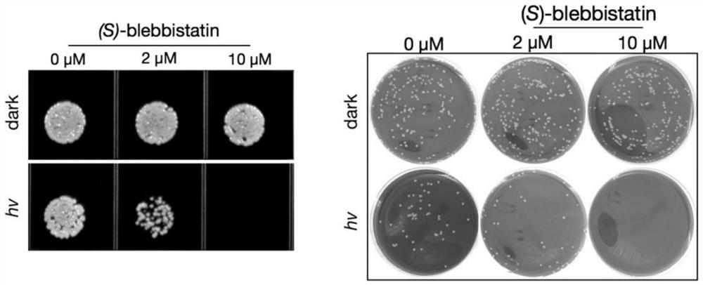 Application and method of blue light activation of (s)-blebbistatin molecule to kill drug-resistant Acinetobacter baumannii