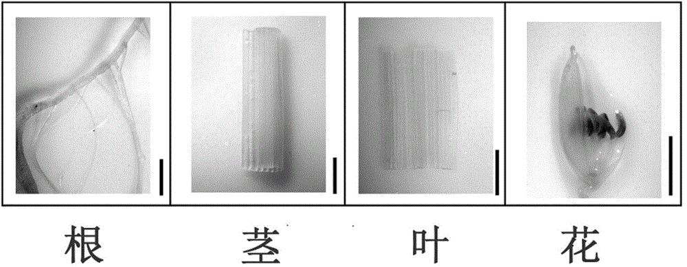 Specific expression promoter OsAnth1 for rice anthers