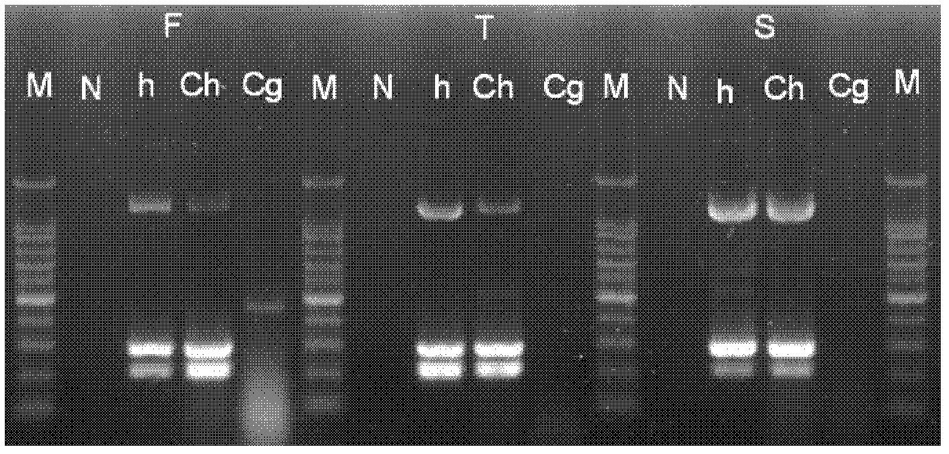 Bartonella henselae PCR identification method