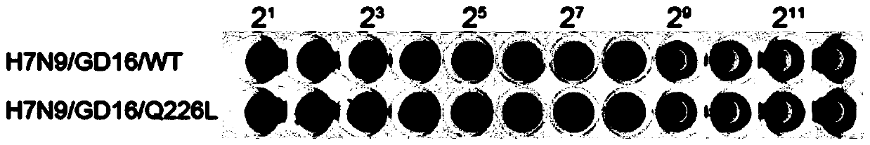 Highly pathogenic H7N9 avian influenza virus, vaccine, detection reagent, and preparation methods of virus and vaccine