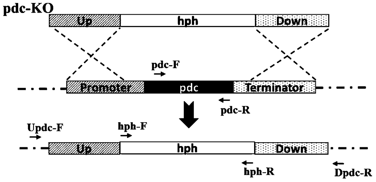 A method and application of improving the application efficiency of gene targeting technology in Aspergillus terreus