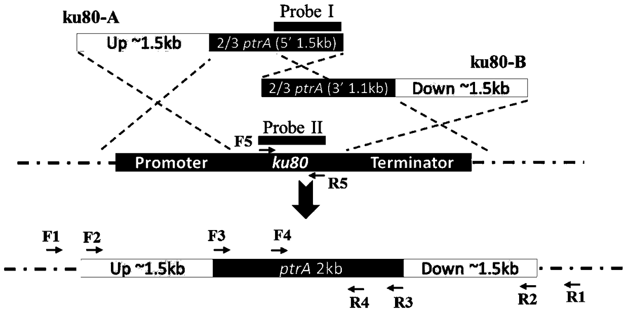 A method and application of improving the application efficiency of gene targeting technology in Aspergillus terreus