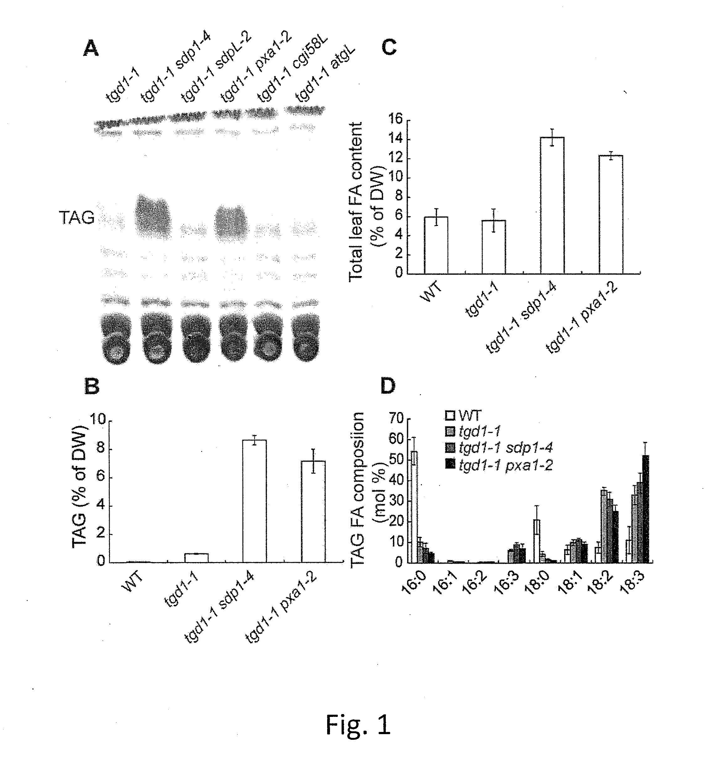 Enhanced Triacylglycerol Accumulation in Vegetative Tissues of Plants