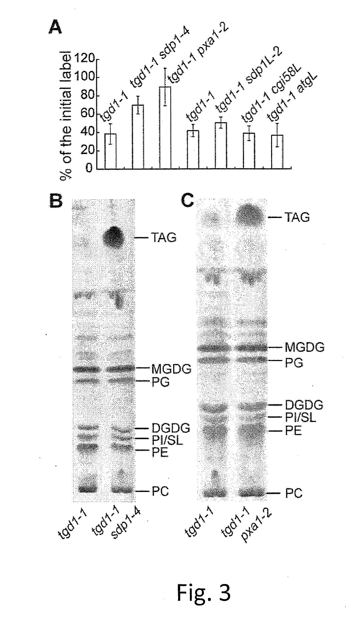 Enhanced Triacylglycerol Accumulation in Vegetative Tissues of Plants