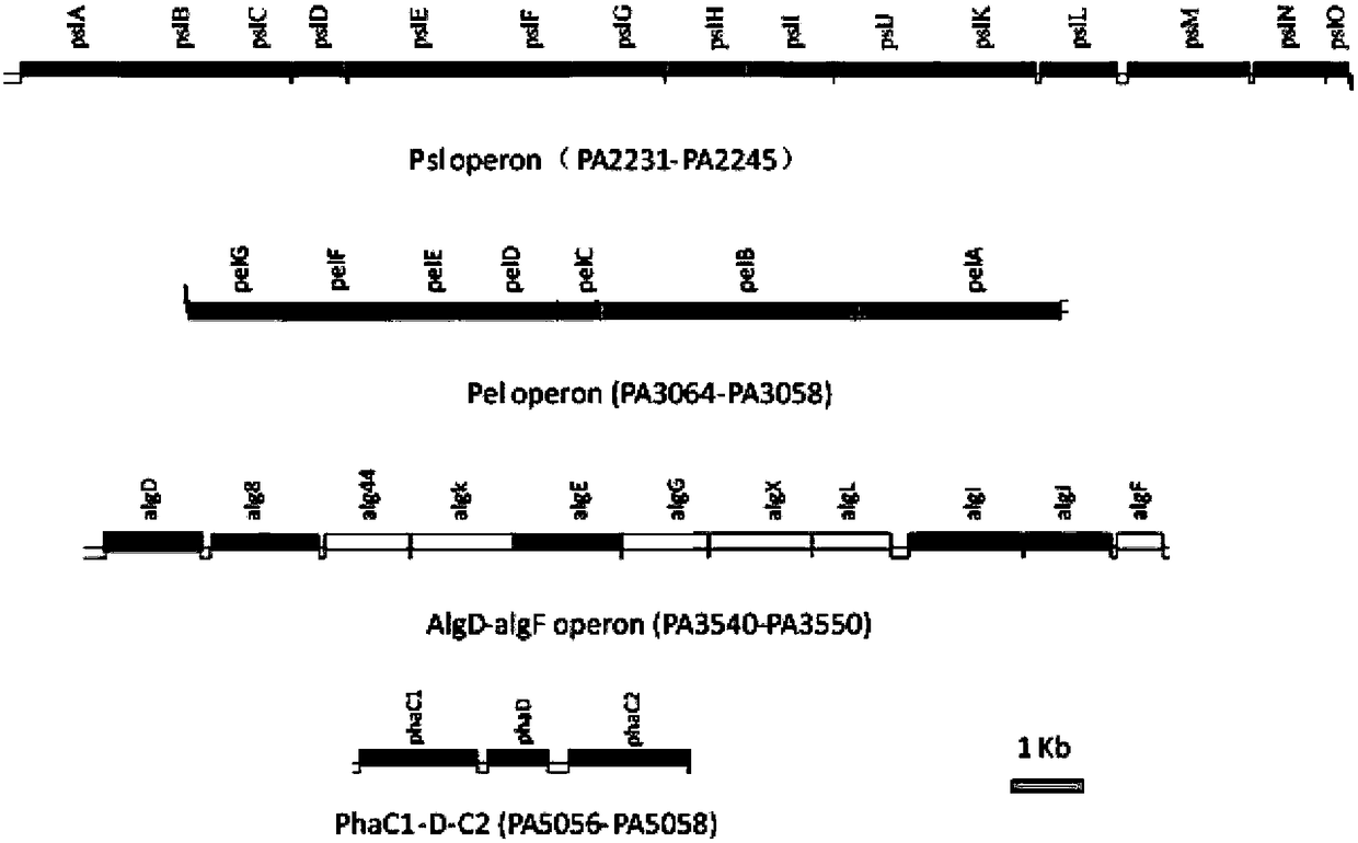 Pseudomonas aeruginosa for increasing yield of rhamnolipid, and construction method thereof