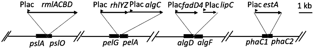 Pseudomonas aeruginosa for increasing yield of rhamnolipid, and construction method thereof