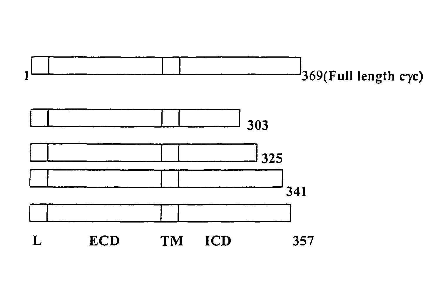 Derivatives of the IL-2 receptor gamma chain, their production and use