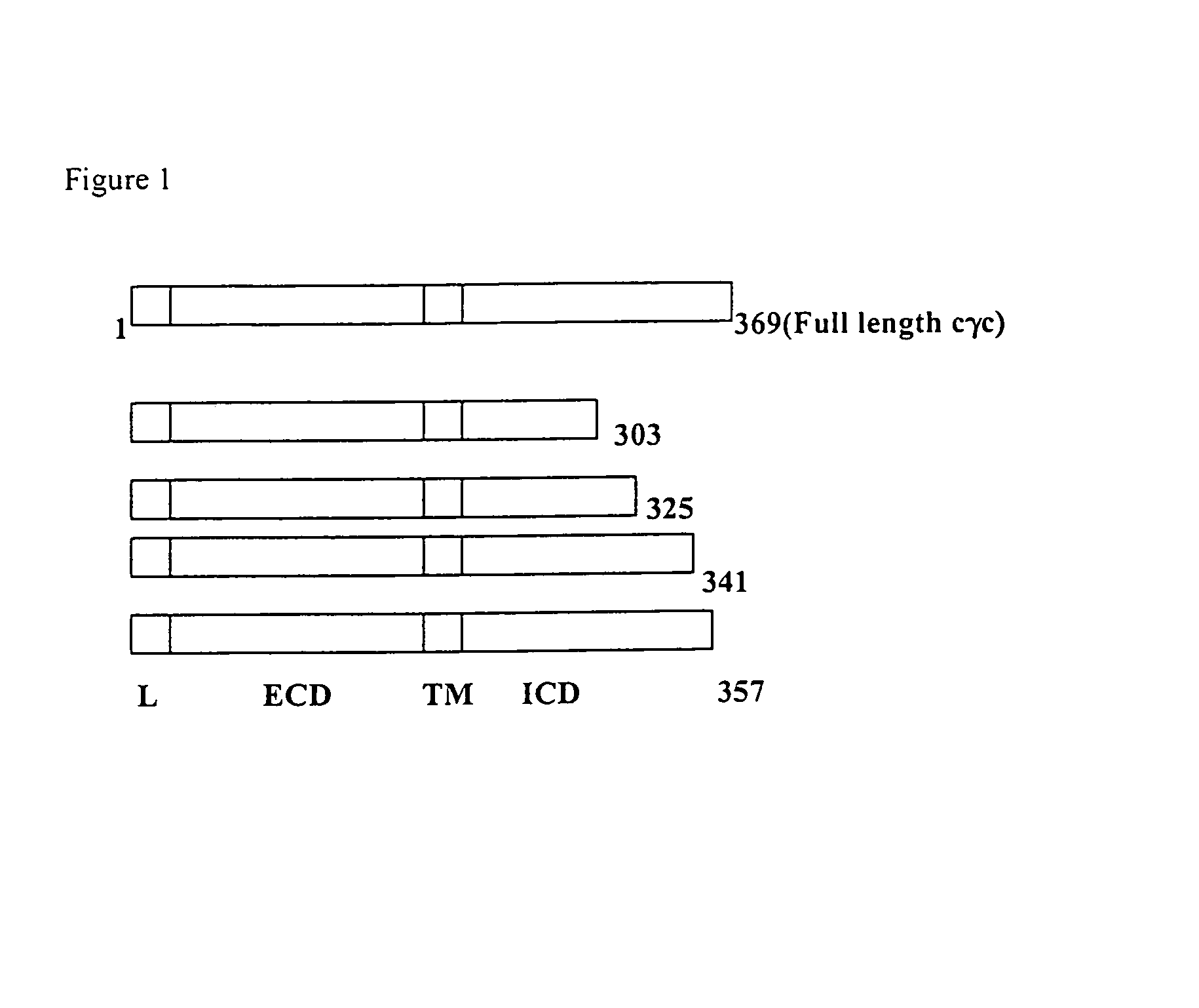 Derivatives of the IL-2 receptor gamma chain, their production and use