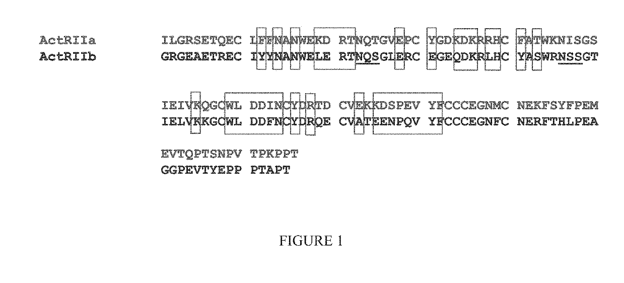 Methods for treating vascular eye disorders with actrii antagonists