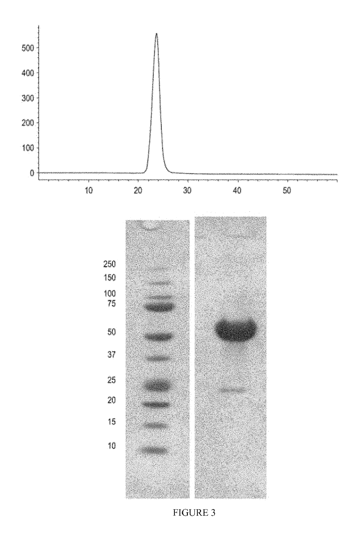 Methods for treating vascular eye disorders with actrii antagonists