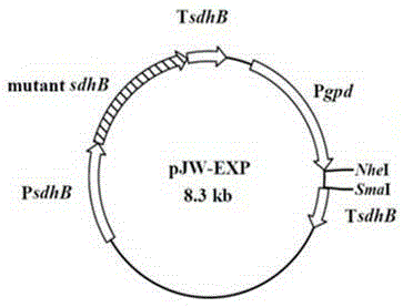 Ganoderic acid high-producing engineering strain kmust-VGB-1