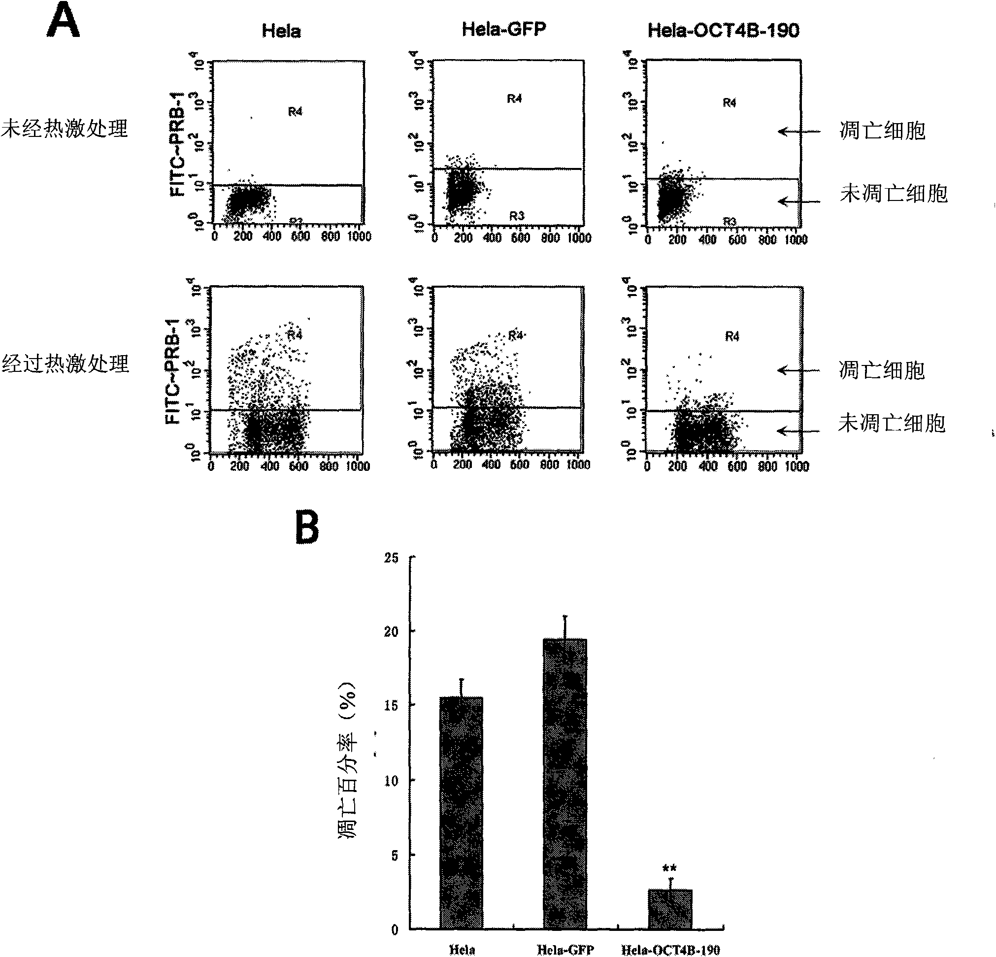 Protein related to cell stress, and coding gene and application thereof