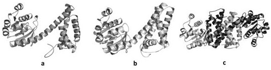 A kind of dehydrogenase mutant l283v/l286v and its preparation method and application