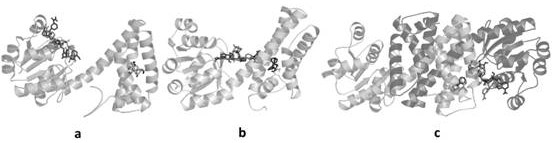 A kind of dehydrogenase mutant l283v/l286v and its preparation method and application