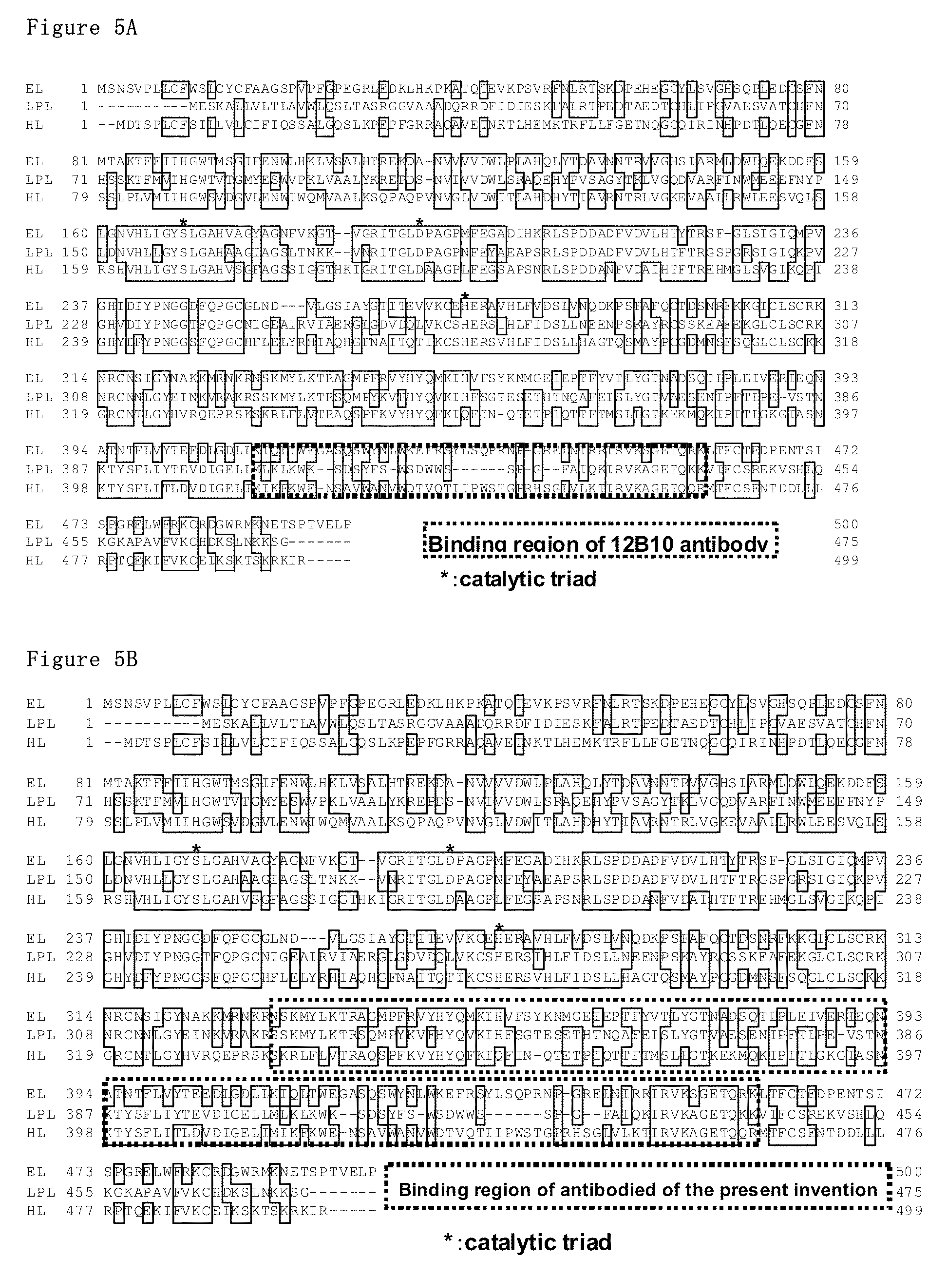 Monoclonal antibody against EL which inhibits enzyme activity of EL