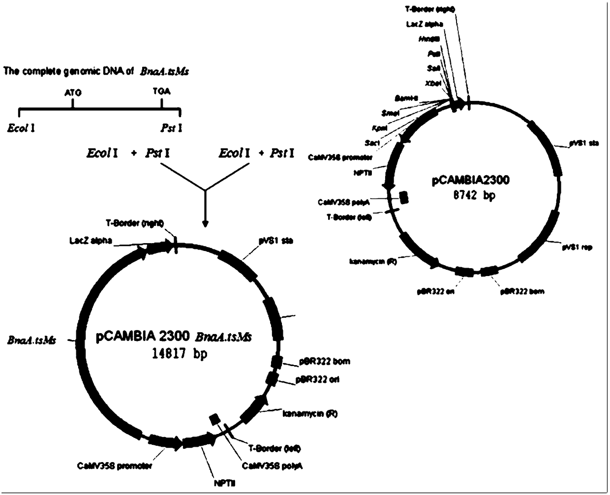 Brassica napus thermosensitive dominant nuclear sterile gene bnaatsms