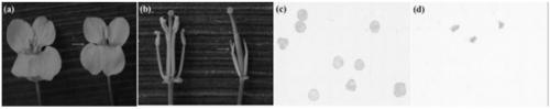 Brassica napus thermosensitive dominant nuclear sterile gene bnaatsms