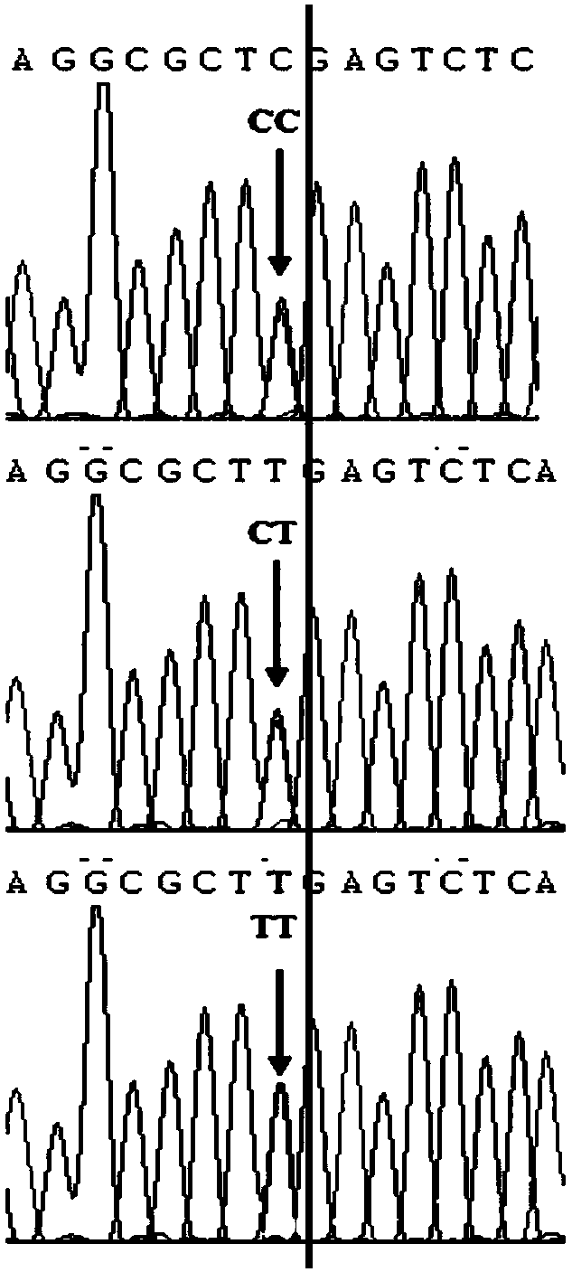 SNP marker related to enterotoxigenic Escherichia coli F4 type piglet diarrhea resistance and detection method