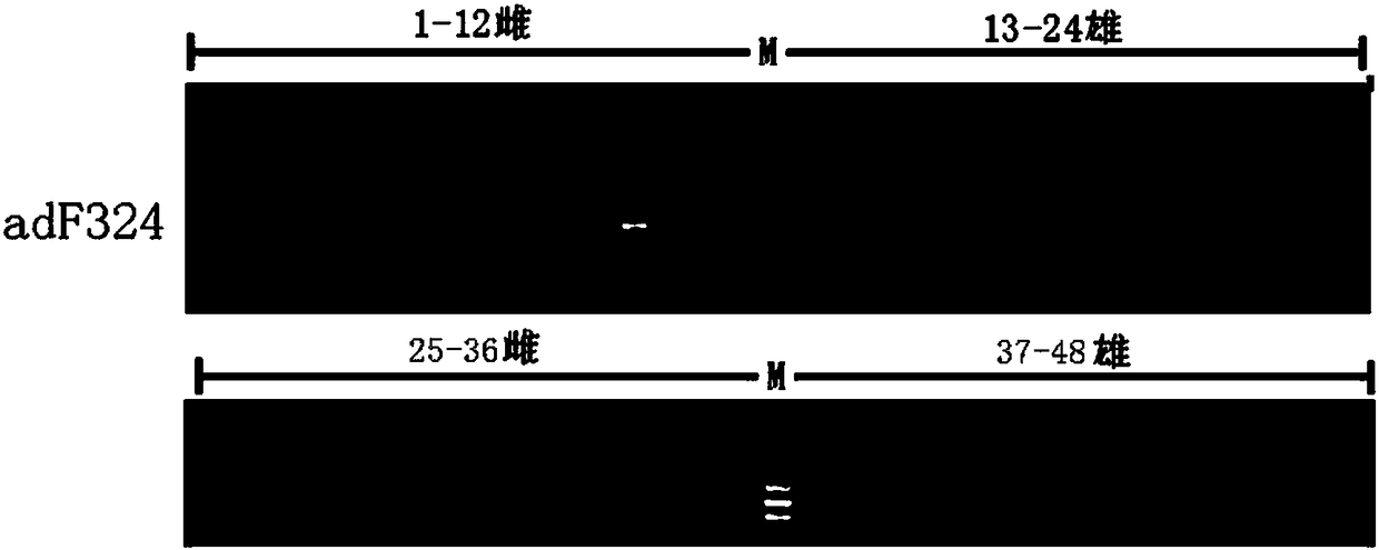 Method for screening Andrias davidianus female specific fragment and detecting genetic sexuality through RAD sequencing