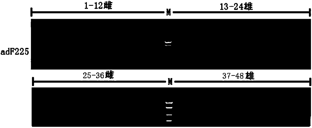 Method for screening Andrias davidianus female specific fragment and detecting genetic sexuality through RAD sequencing