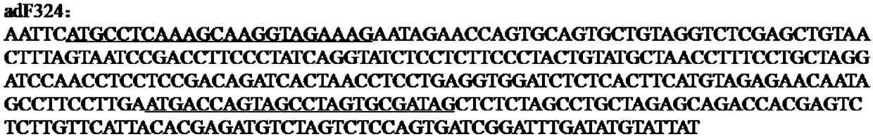 Method for screening Andrias davidianus female specific fragment and detecting genetic sexuality through RAD sequencing