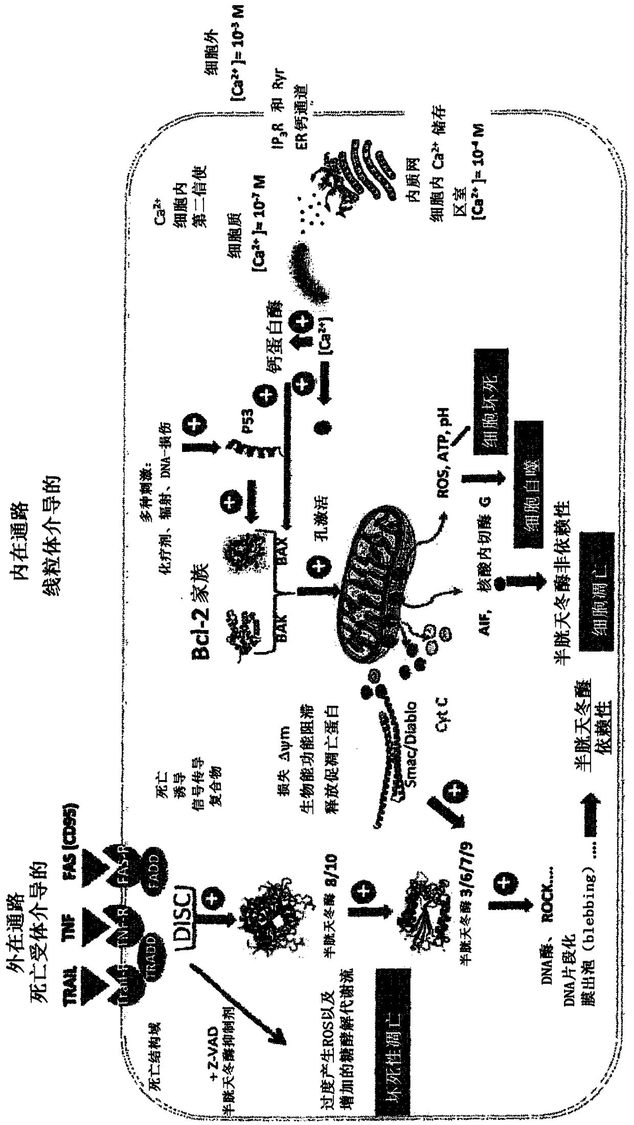 Agonist agents of cd47 inducing programmed cell death and their use in the treatments of diseases associated with defects in programmed cell death