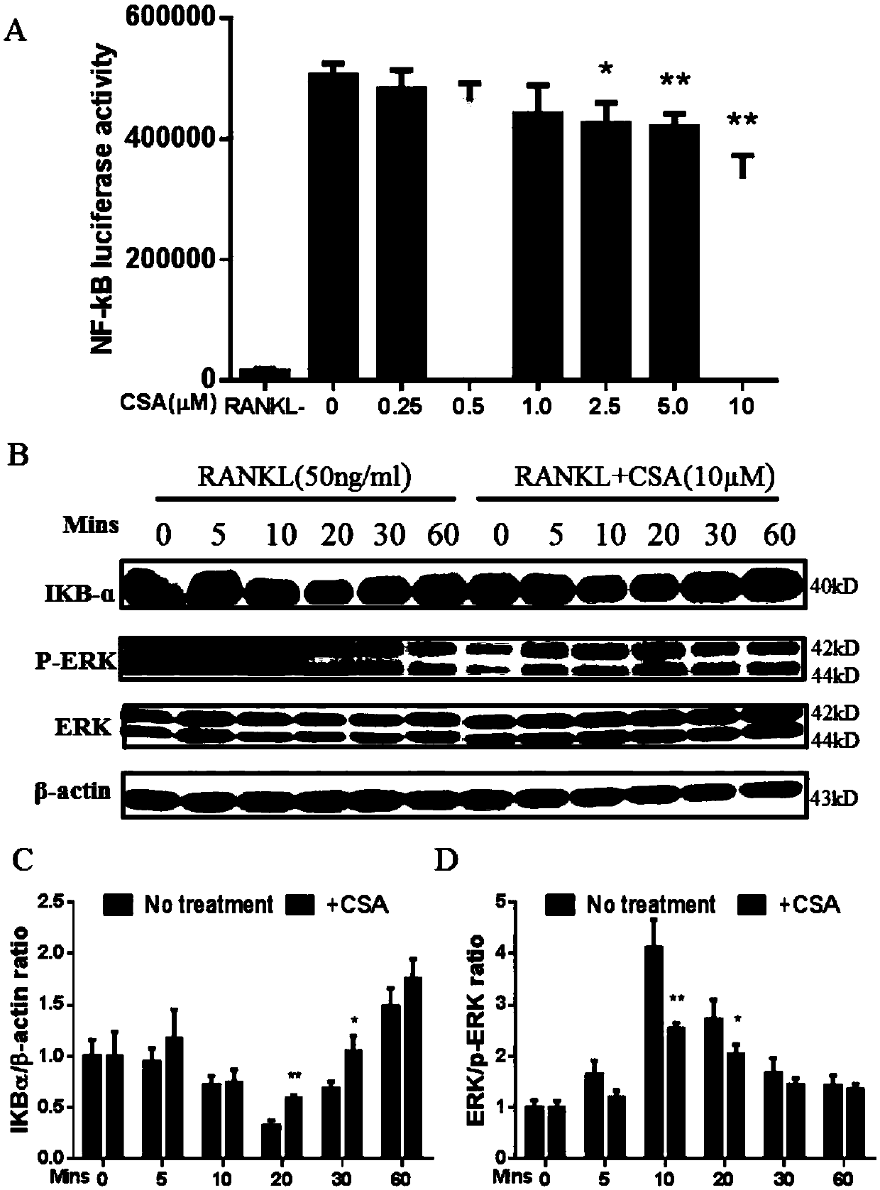 Application of Longistyline A-2-carboxylic acid in osteoclast formation inhibiting and osteoporosis preventing medicines