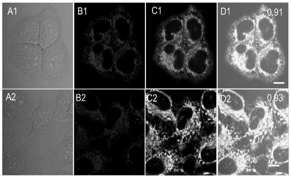 Tricyclic 2-amino pyridinium salt fluorescent probe as well as preparation method and application of fluorescent probe