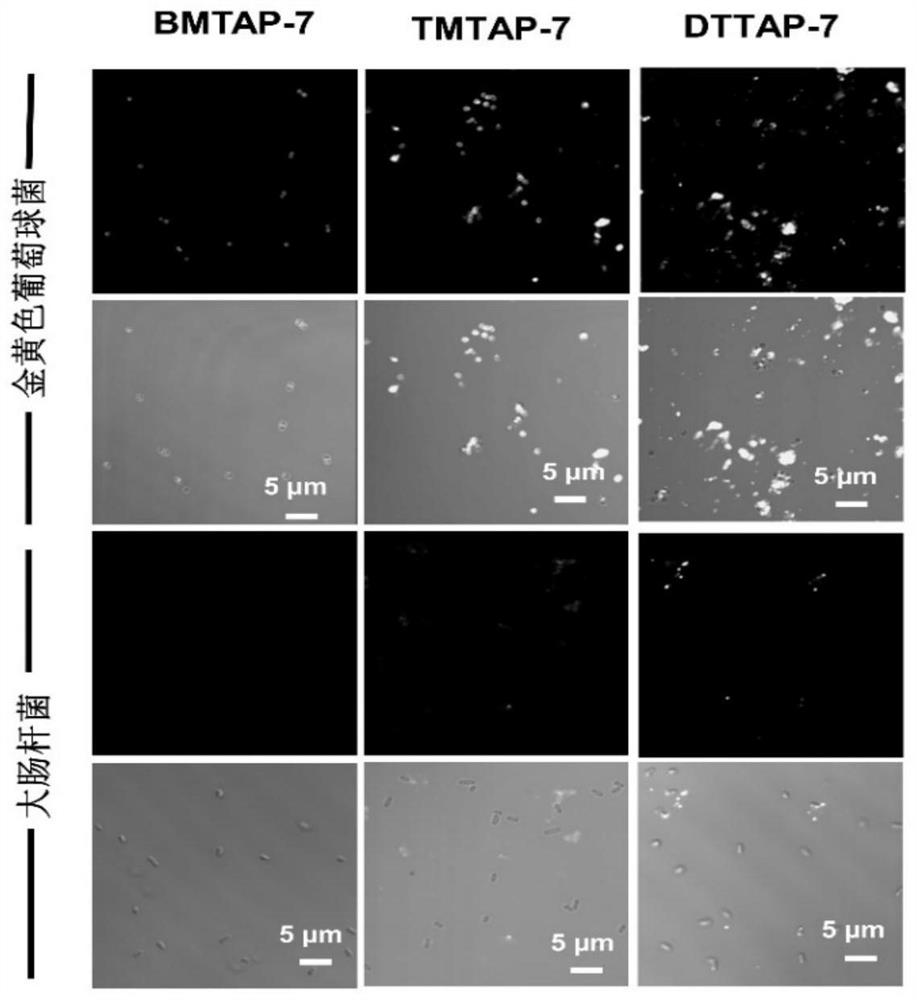 Tricyclic 2-amino pyridinium salt fluorescent probe as well as preparation method and application of fluorescent probe