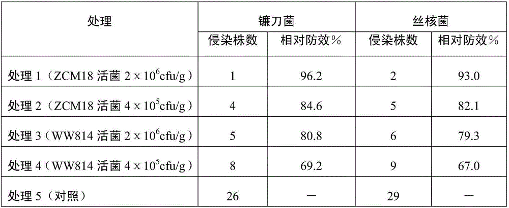 Bacillus amyloliquefaciens with broad spectrum growth-promoting and stress-resisting effects