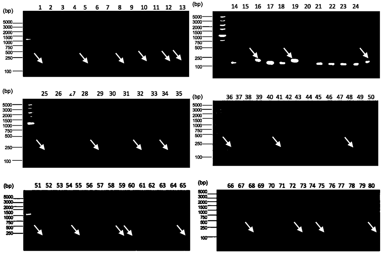 Specific polypeptide targeted binding lymphoma cell lines and application thereof