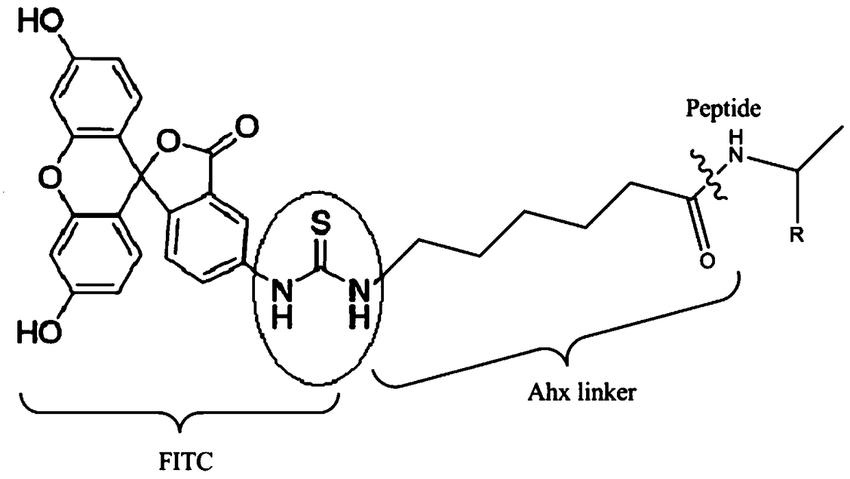 Specific polypeptide targeted binding lymphoma cell lines and application thereof