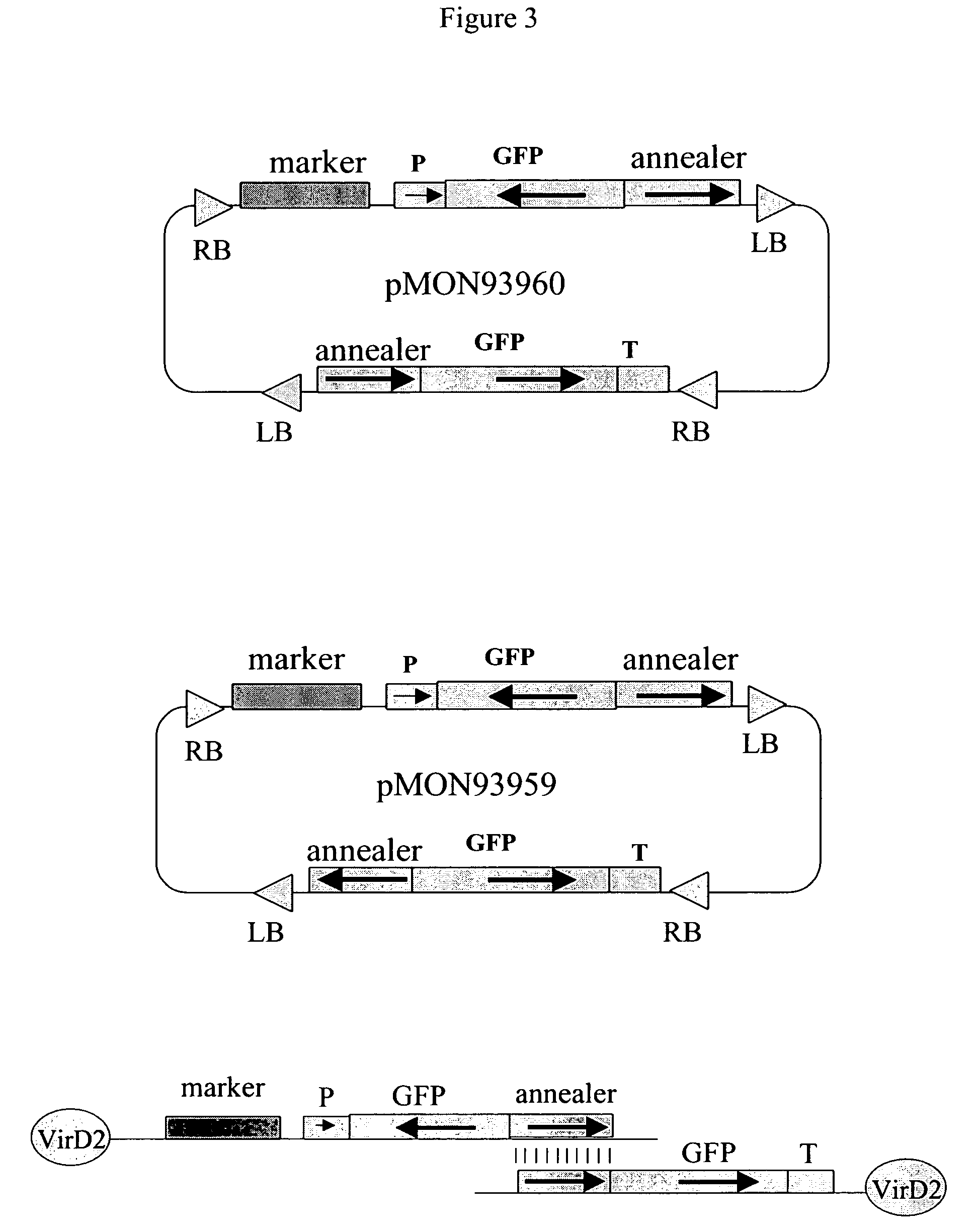 In vivo assembly of transcription units