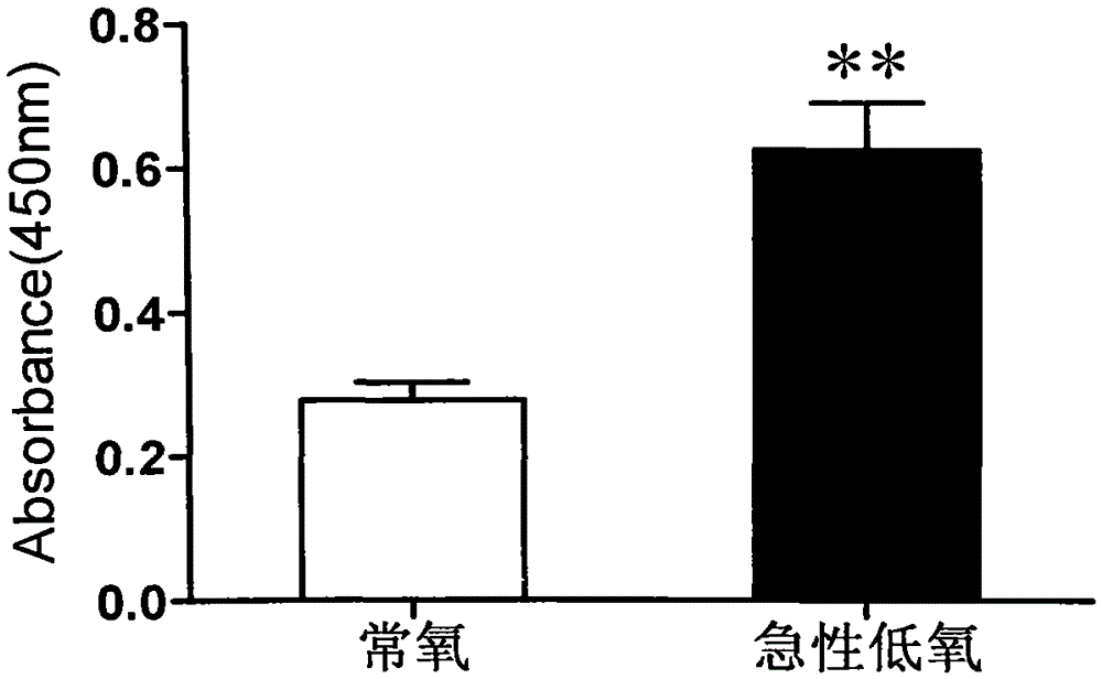 Hypoxia marker molecule chl1 and its application