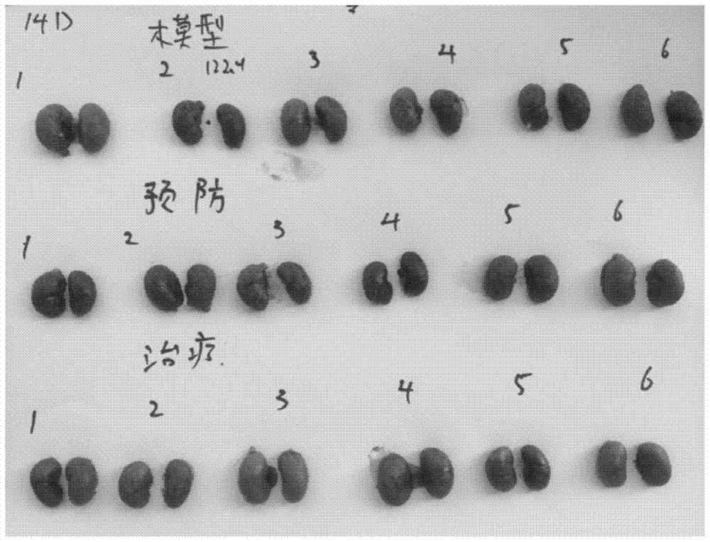 Chickweed Extract and Its Uses