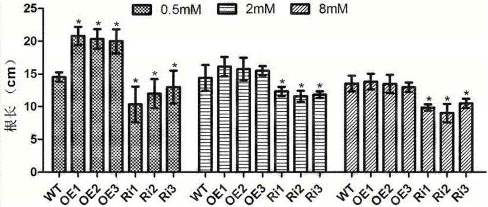 Application of amino acid transport gene OsAAP1 to promotion of rice growth in low nitrogen