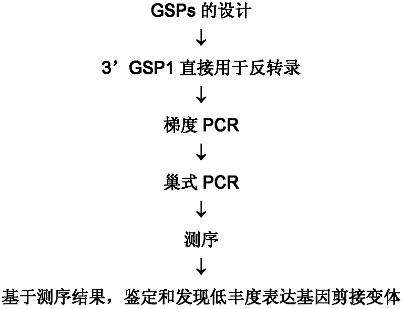 A method and application for mining low-abundance expressed genes and systematically identifying splice variants using nested PCR combined with gene-specific primers for reverse transcription