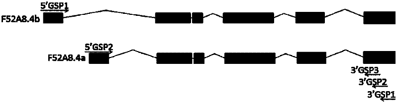 A method and application for mining low-abundance expressed genes and systematically identifying splice variants using nested PCR combined with gene-specific primers for reverse transcription