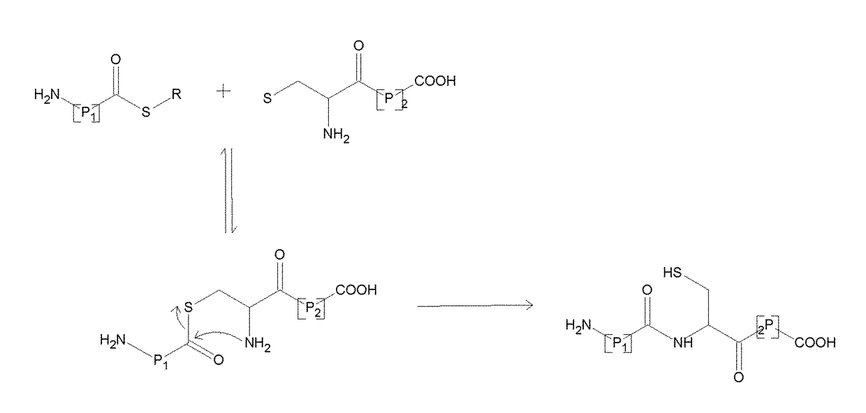 Production of thioesters using sortase