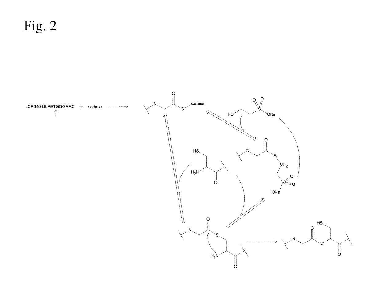 Production of thioesters using sortase