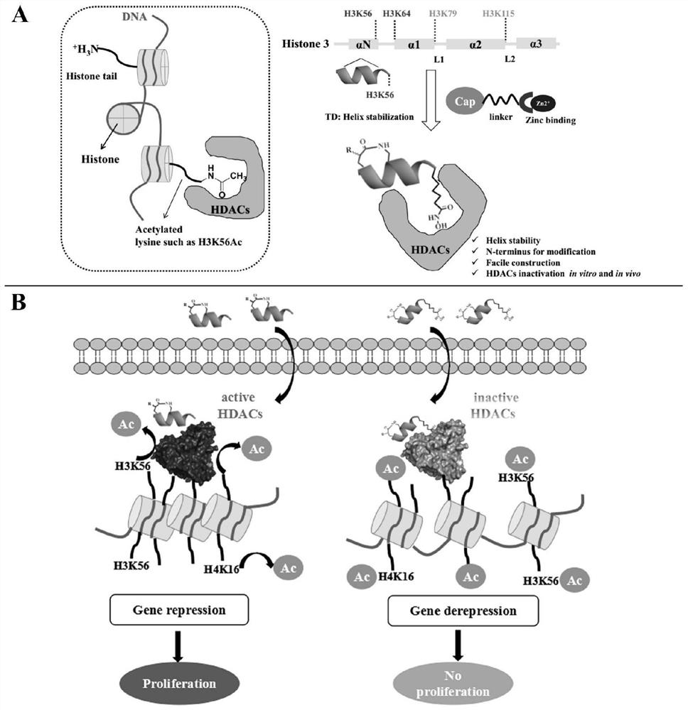 A kind of stable polypeptide inhibitor targeting hdac and use thereof