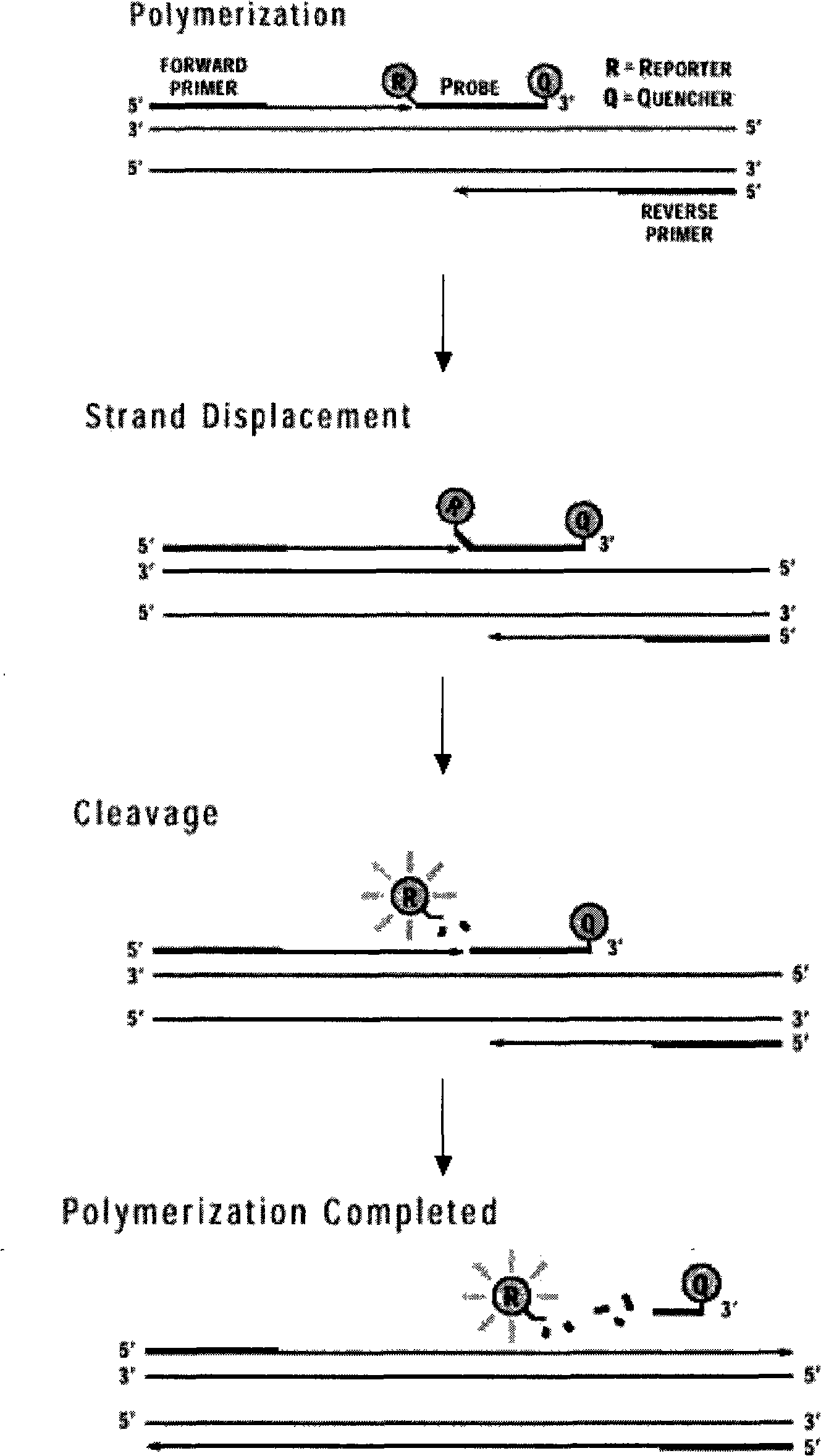 Primer arm TaqMan-MGB probe PCR hepatitis b virus detection method and reagent box thereof