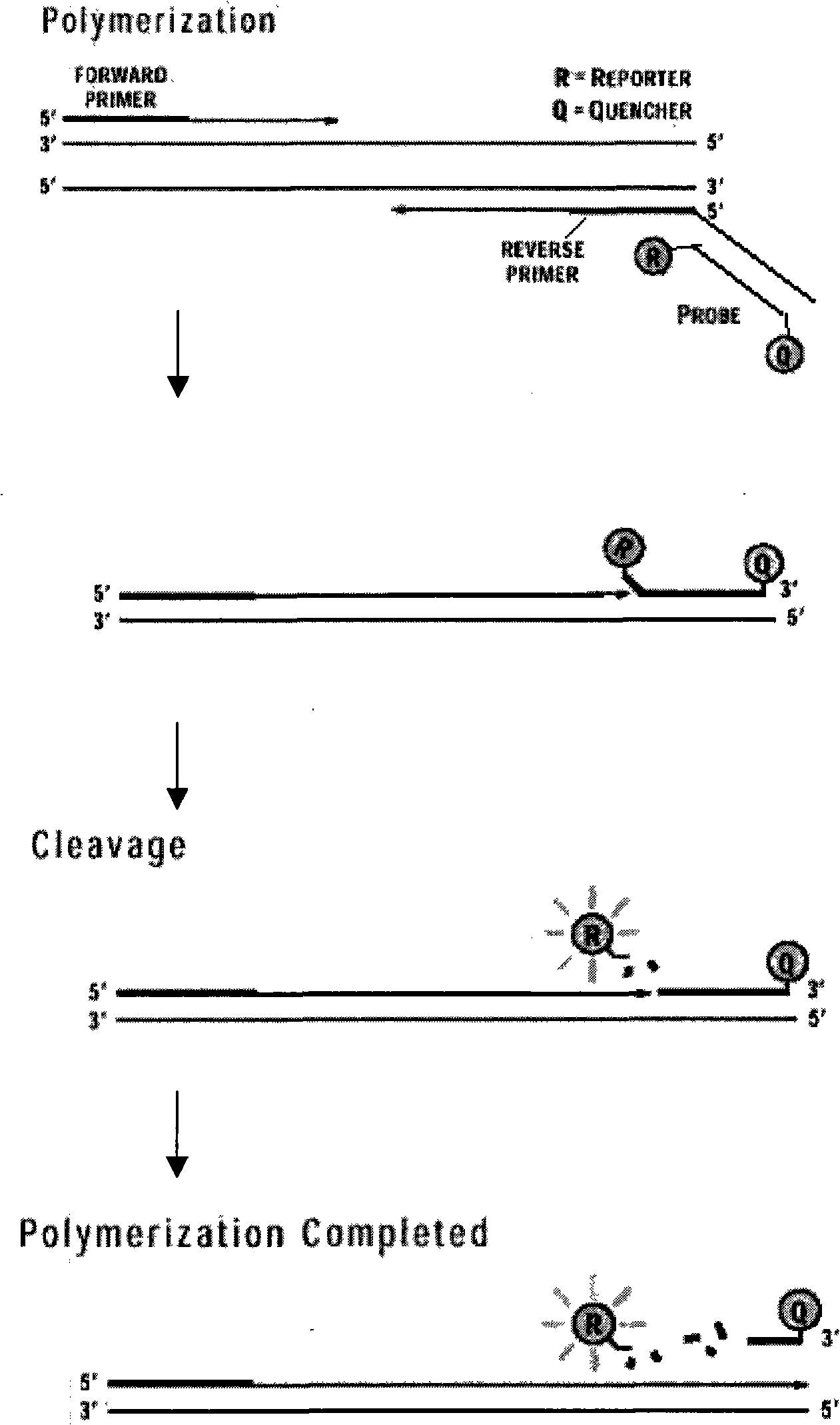 Primer arm TaqMan-MGB probe PCR hepatitis b virus detection method and reagent box thereof