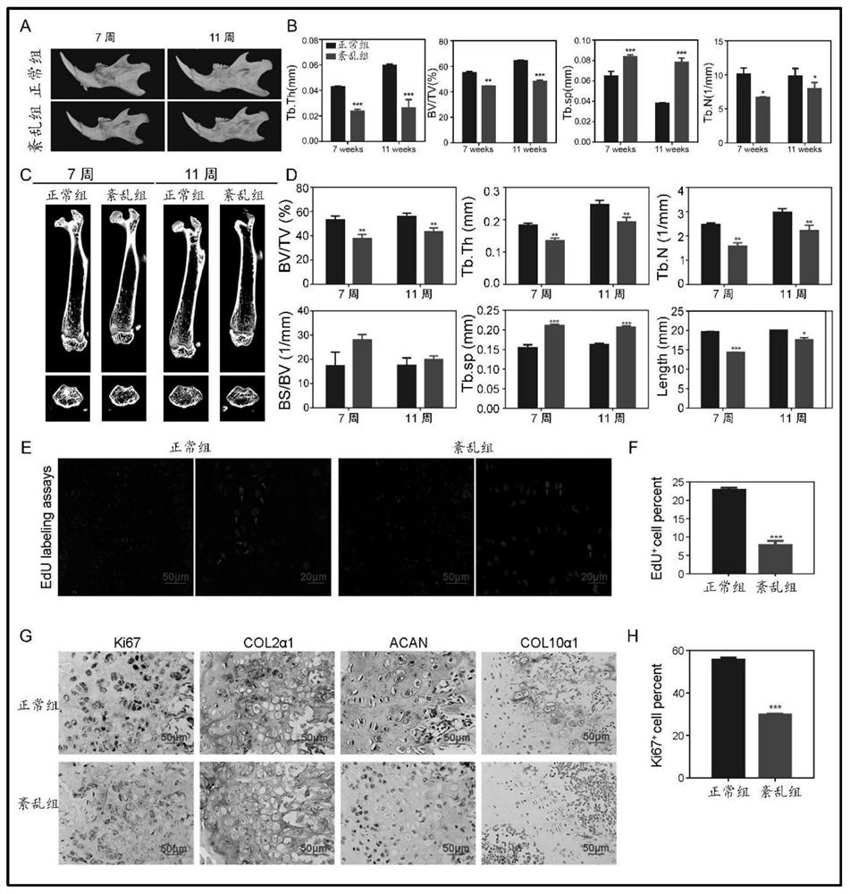 Method for verifying effect of SAG in preventing environmental anomaly related bone dysplasia