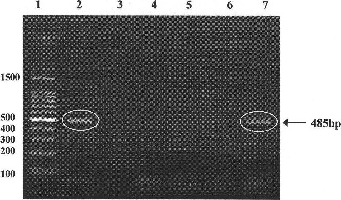 PCR quick detection method for bee European foul brood