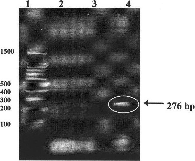 PCR quick detection method for bee European foul brood