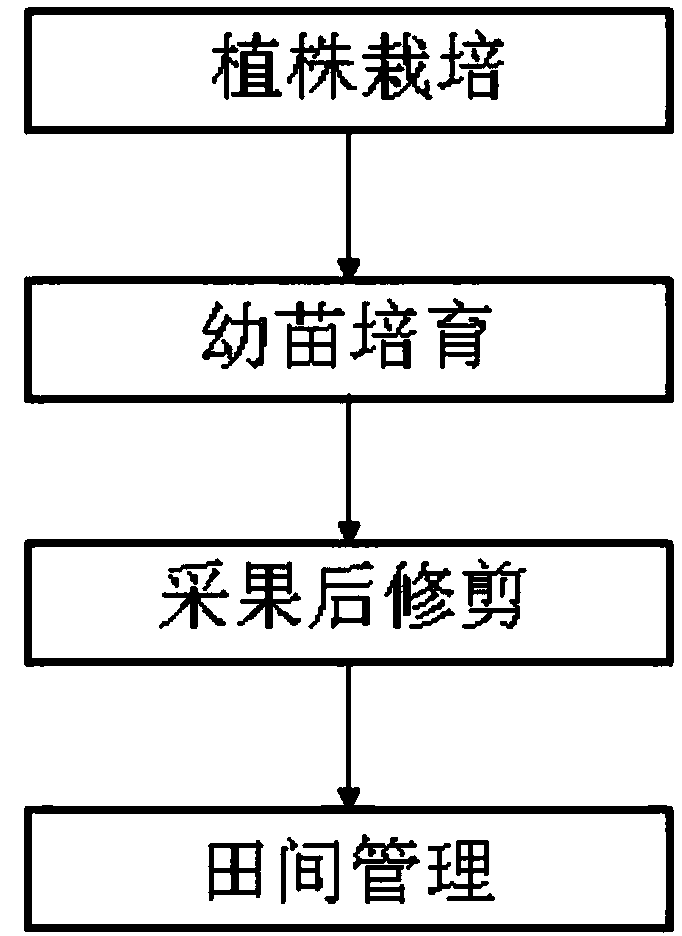 Passion fruit bead type double-vine high-yield cultivation method