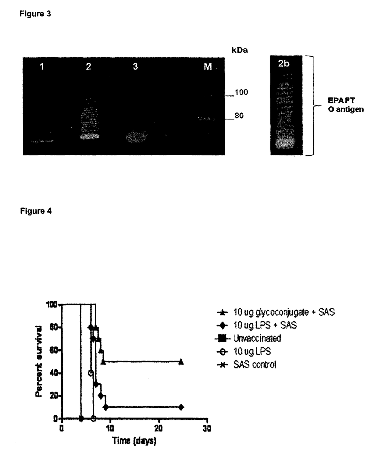 Glycoconjugate vaccines