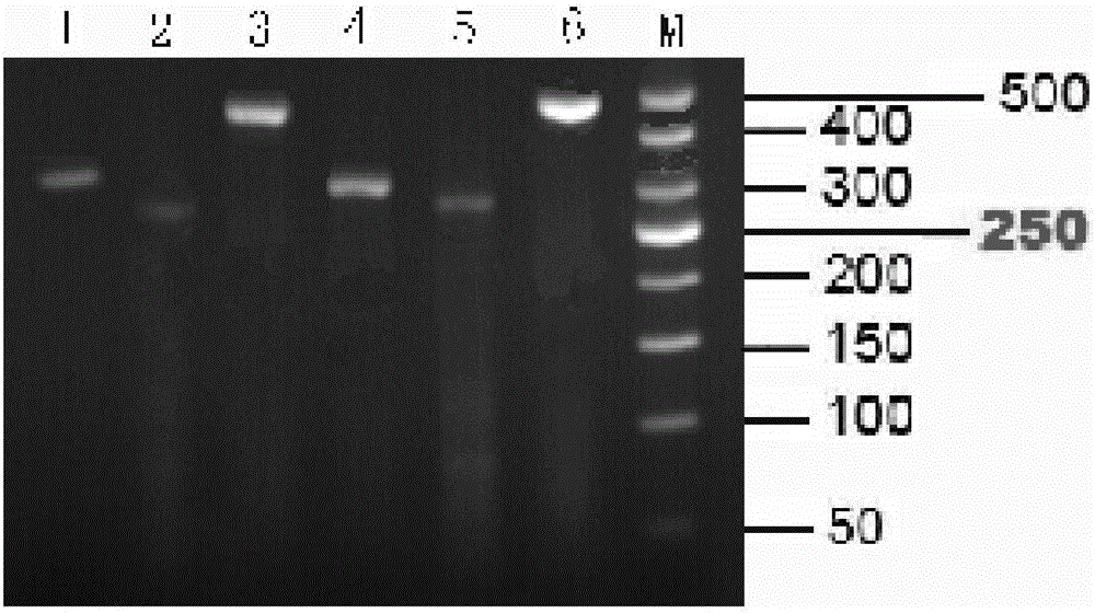 Multi-PCR kit for rapidly identifying Dragonfish type and identifying method thereof