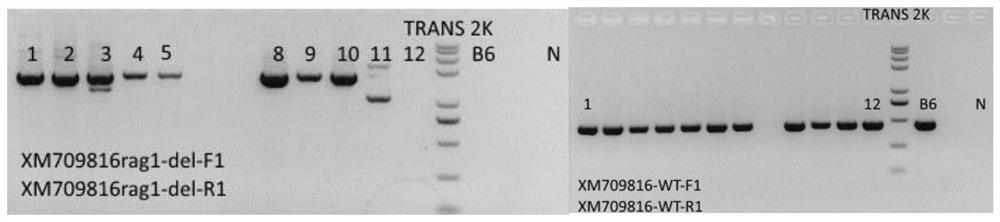 A preparation method and application of a rag1 gene-deficient animal model